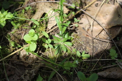 Arabis pycnocarpa adpressipilis