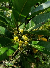 Litsea glutinosa, photograph author not stated, no rights reserved