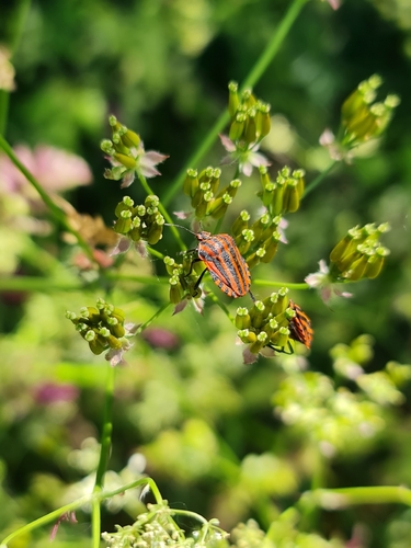 Continental Striped Shield Bug