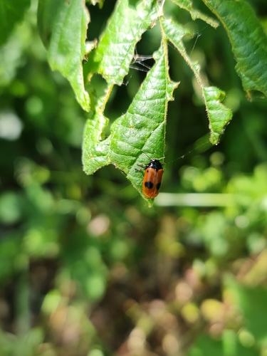 Four Spotted Leaf Beetle