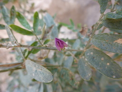 Tephrosia nubica