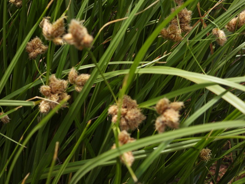 Bolboschoenus maritimus observed 2026-05-24