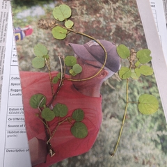 Uraria lagopodioides, photograph (c) Greg Tasney, some rights reserved (CC BY-SA)