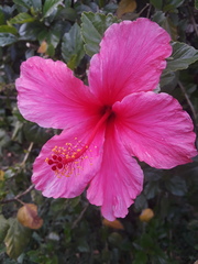 Hibiscus