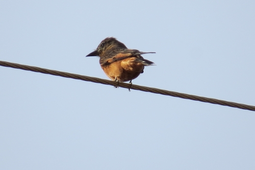 Cliff Flycatcher
