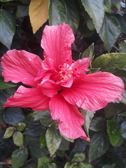 Hibiscus