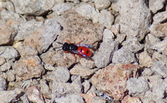 Odynerus cinnabarinus