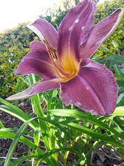 Hemerocallis