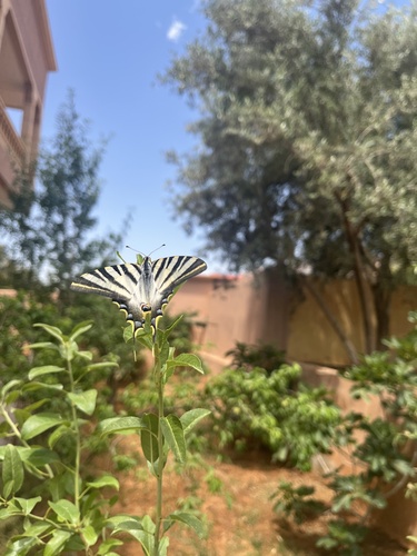 Iberian Scarce Swallowtail