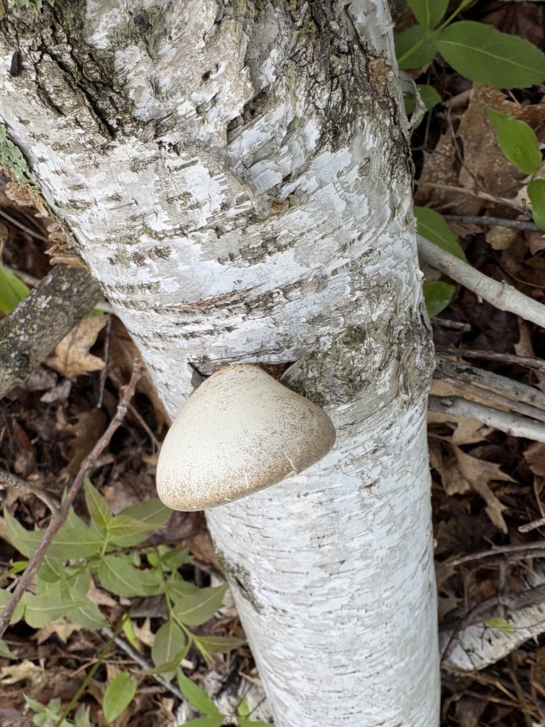 birch polypore · May 2026 · photo: Photo: (c) Mike Dechter, some rights reserved (CC BY) · iNaturalist