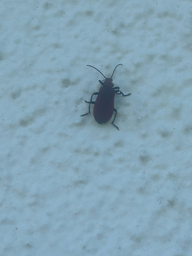 Common Cardinal Beetle