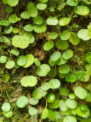 Peperomia emarginella, photograph 3