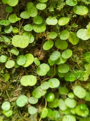 Peperomia emarginella, photograph (c) Brandon McCracken, some rights reserved (CC BY)