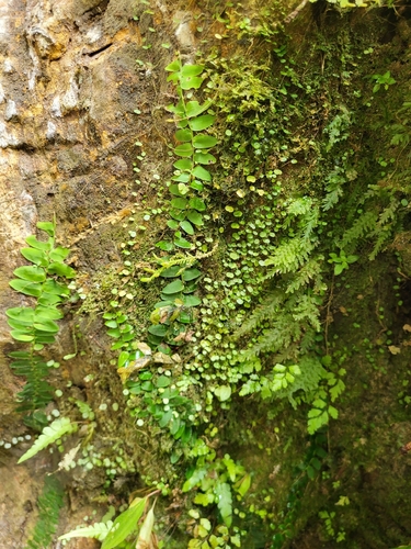 Peperomia emarginella, photograph 4