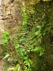 Peperomia emarginella, photograph (c) Brandon McCracken, some rights reserved (CC BY)