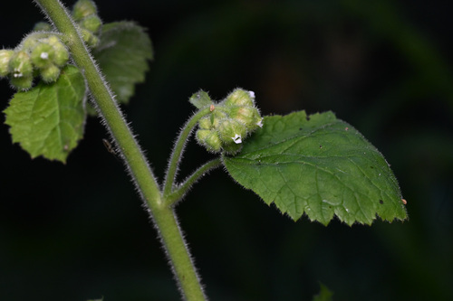 Roundleaf brookfoam (Boykinia rotundifolia)