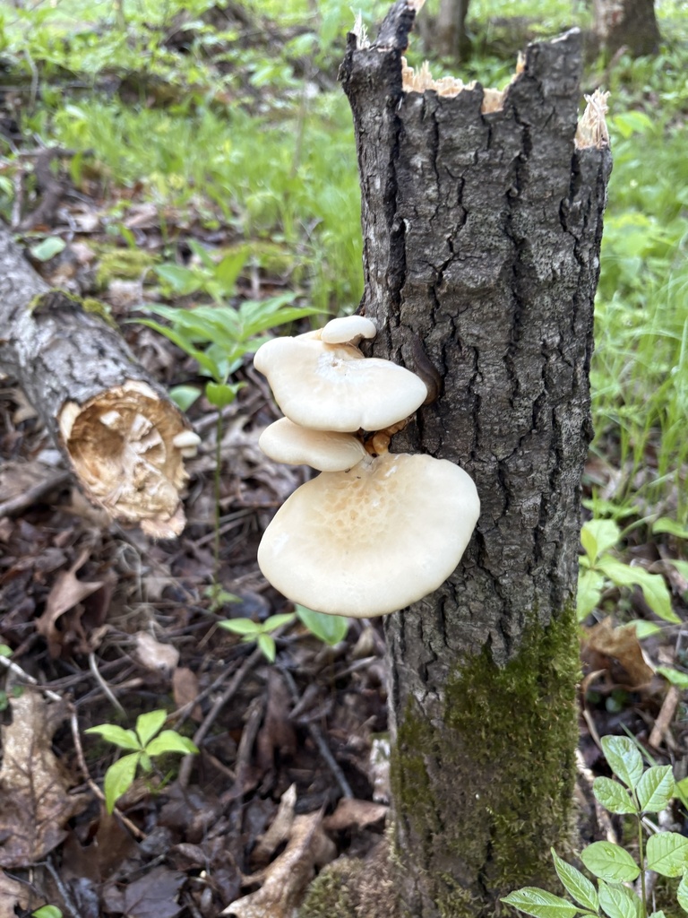 aspen oyster mushroom