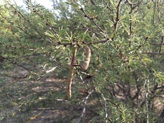 Vachellia schaffneri bravoensis