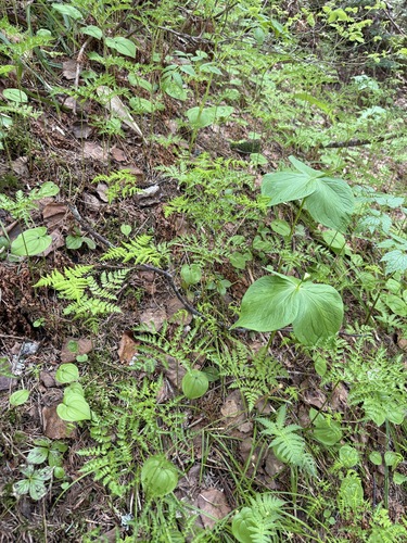 Dryopteris amurensis iNat (3)