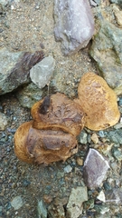 Scleroderma flavidum macrosporum