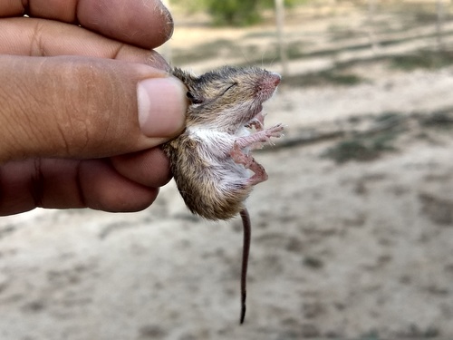 Merriam's Pocket Mouse