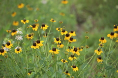 Rudbeckia amplexicaulis