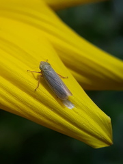 Deltocephalini