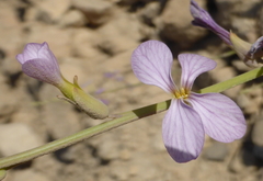 Physorhynchus chamaerapistrum