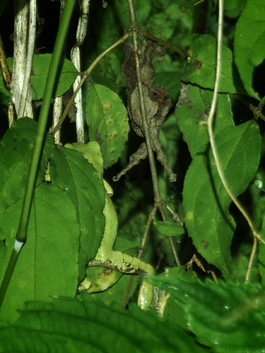 Eastern Japanese Tree Frog