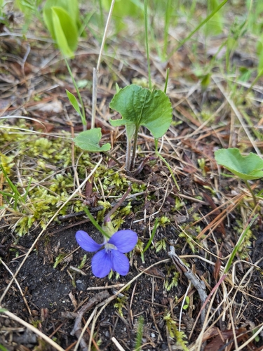 Viola septentrionalis