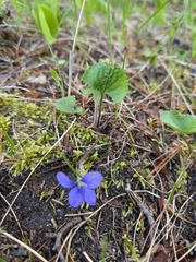 Viola septentrionalis