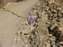 Physorhynchus chamaerapistrum