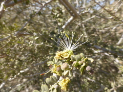Maerua crassifolia