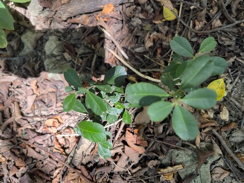 Atalantia buxifolia, photograph 6
