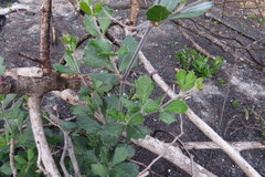 Rhoicissus tridentata tridentata