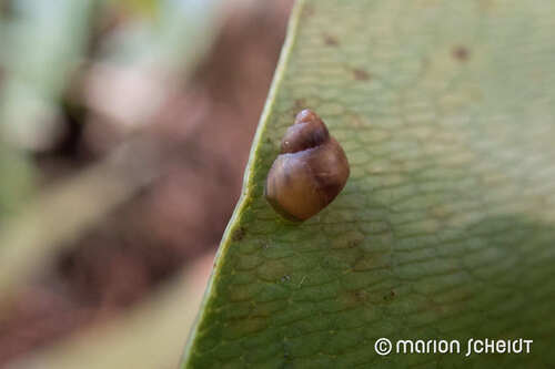 Partula taeniata observed 2025-03-14