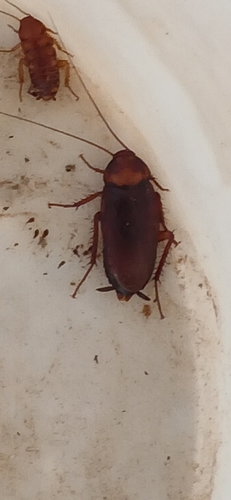 Brown Cockroach