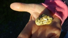 Scleroderma flavidum macrosporum