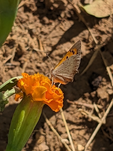 Small Copper