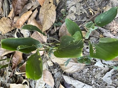 Maranta arundinacea, photograph (c) 謝麗霦, some rights reserved (CC BY)