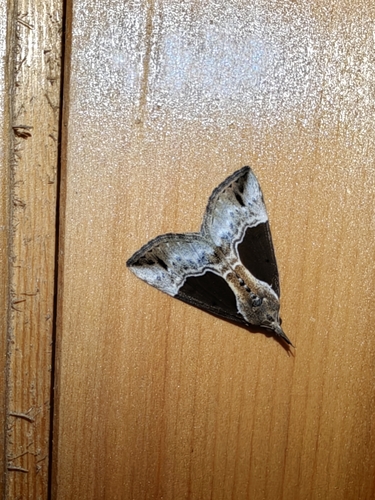 Hypena squalida