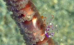 Ancylomenes luteomaculatus