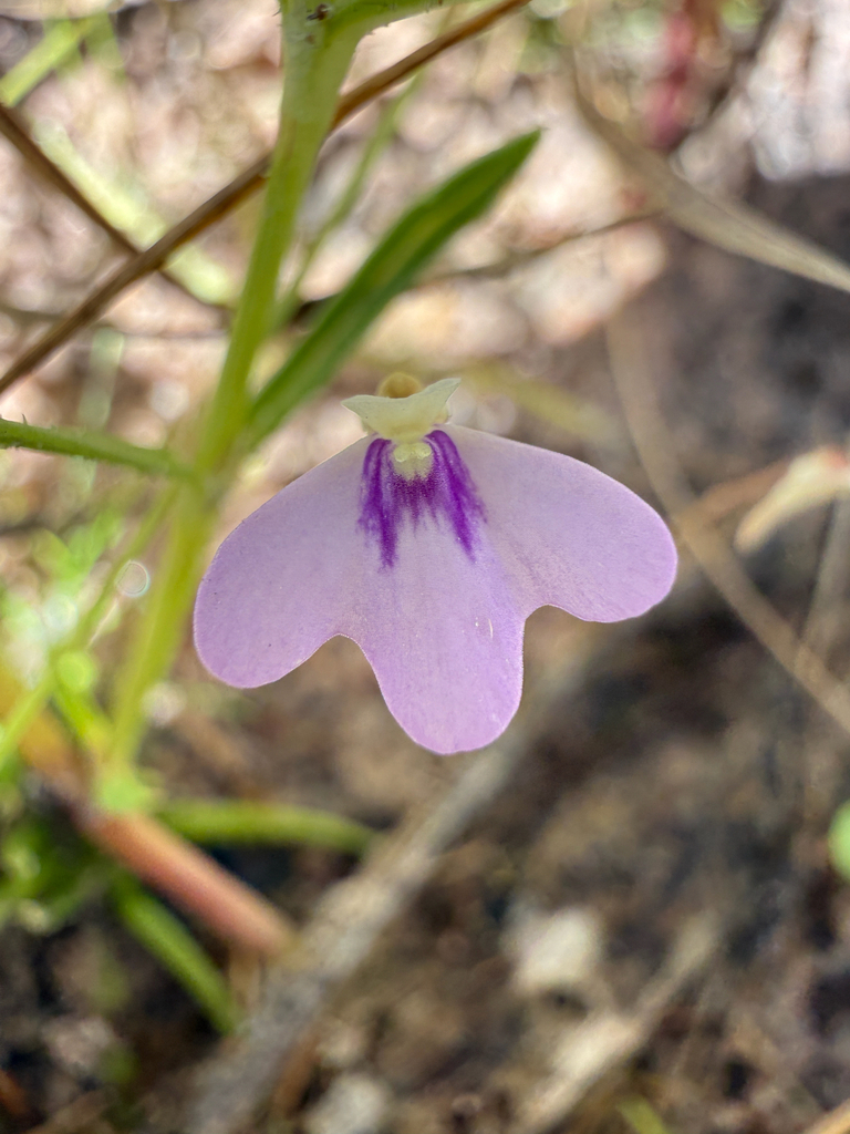 Utricularia disjuncta R.W.Jobson & Baleeiro 2