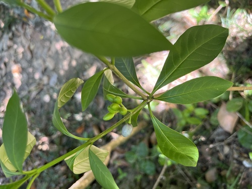 Rauvolfia verticillata, photograph 4