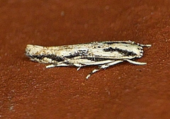 Melanocinclis lineigera