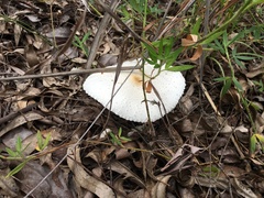 Macrolepiota dolichaula