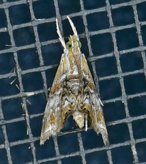 Dicymolomia grisea