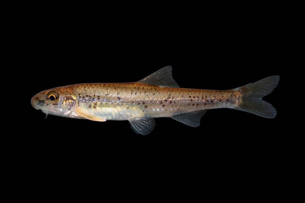 Coosa Chub