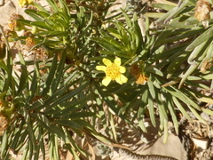 Euryops arabicus