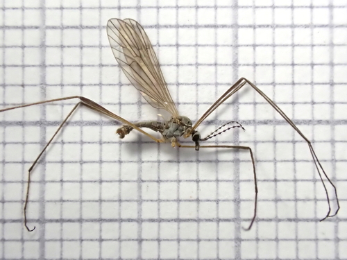 Ormosia hederae